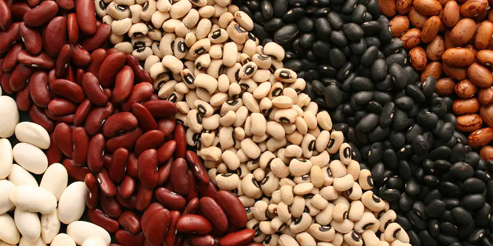 لوبیا، از منابع رایج و اقتصادی پروتئین گیاهی